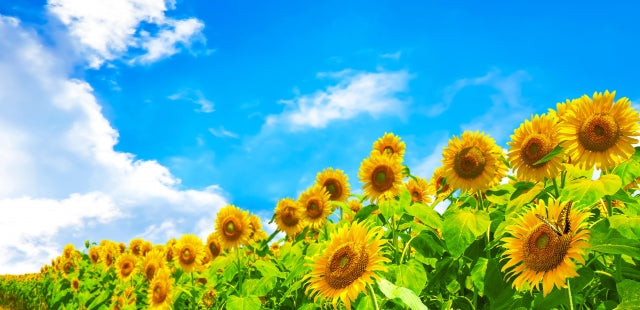 【植物の不思議】日焼け止めを塗らない植物が、真夏の太陽でも「焦げない」理由。