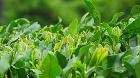 【衝撃】「飲む」だけでは70%も損してる？ 世界が羨むスーパーフード「緑茶」の本当の実力。