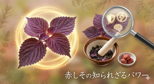 古(いにしえ)より愛される「和のハーブ」赤紫蘇が、現代を生きる大人に必要な理由。